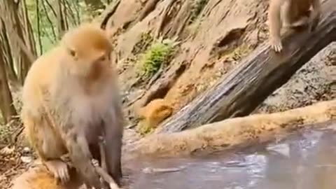 monkey , funny monkey , monkey bath ,monkey is bathing its baby