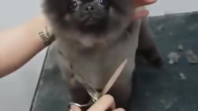 Dog dancing to music while getting a haircut ㅤ