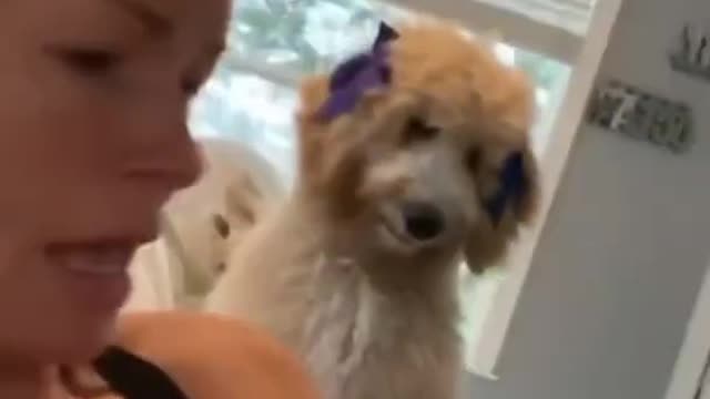 FUNNY ANIMALS VIDEOS TRY NOT TO LAUGH 🤣 | FUNNY CATS | FUNNY DOGS | CUTEST ANIMALS Eps 074 #SHORTS