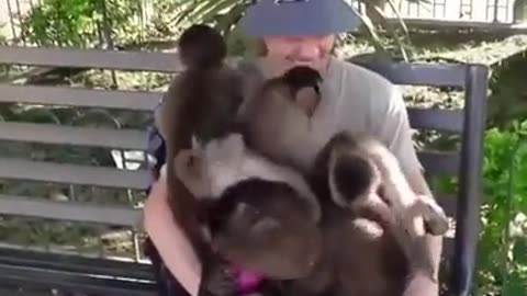 TOO FUNNY ~A MONKEY PARTY ON HIS LAP ~ANIMALS CAN FEEL THE FRIENDLY ENERGY AROUND THIS MAN