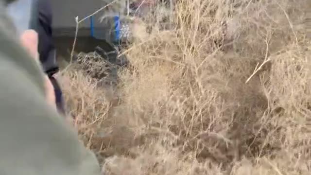 Store Entrance Stacked Full of Tumbleweed