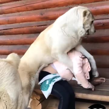 Dog lover #shorts #hhunique