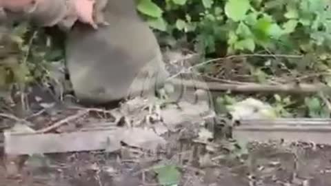 Ukrainian soldiers surrendering to Russian forces