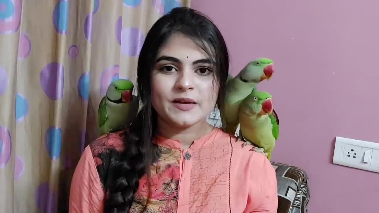 HowtofindparrotmaleorfemaleDifferencebetweenmaleandfemaleIndianringneckparrotgenderp5