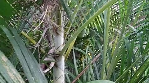 Hey! Look at this bird egg part 2 🙁