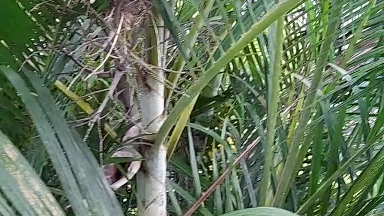 Hey! Look at this bird egg part 2 🙁