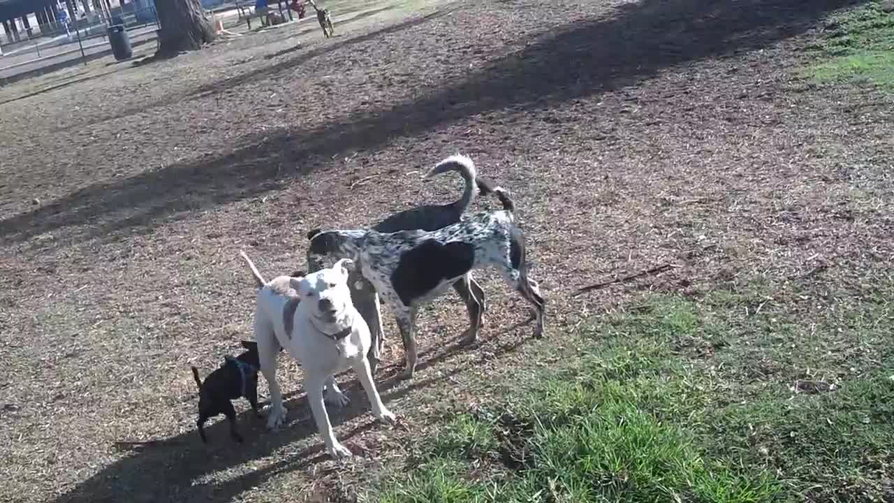 Puppy meeting - puppy playing with his sibling