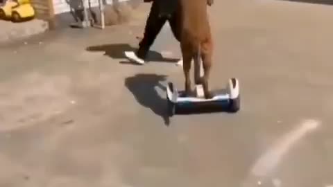 Watch crazy dog riding big gyropode 😲😲