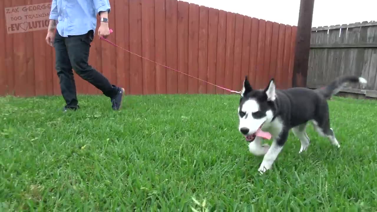 How to Teach your Puppy to Listen When they Won't!