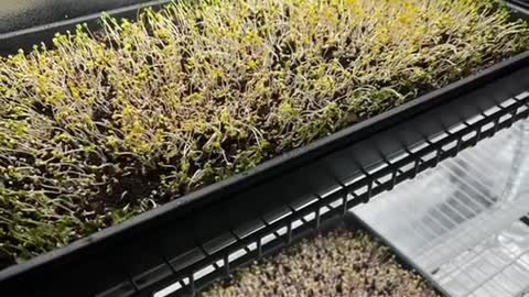 Microgreens under HLG beams