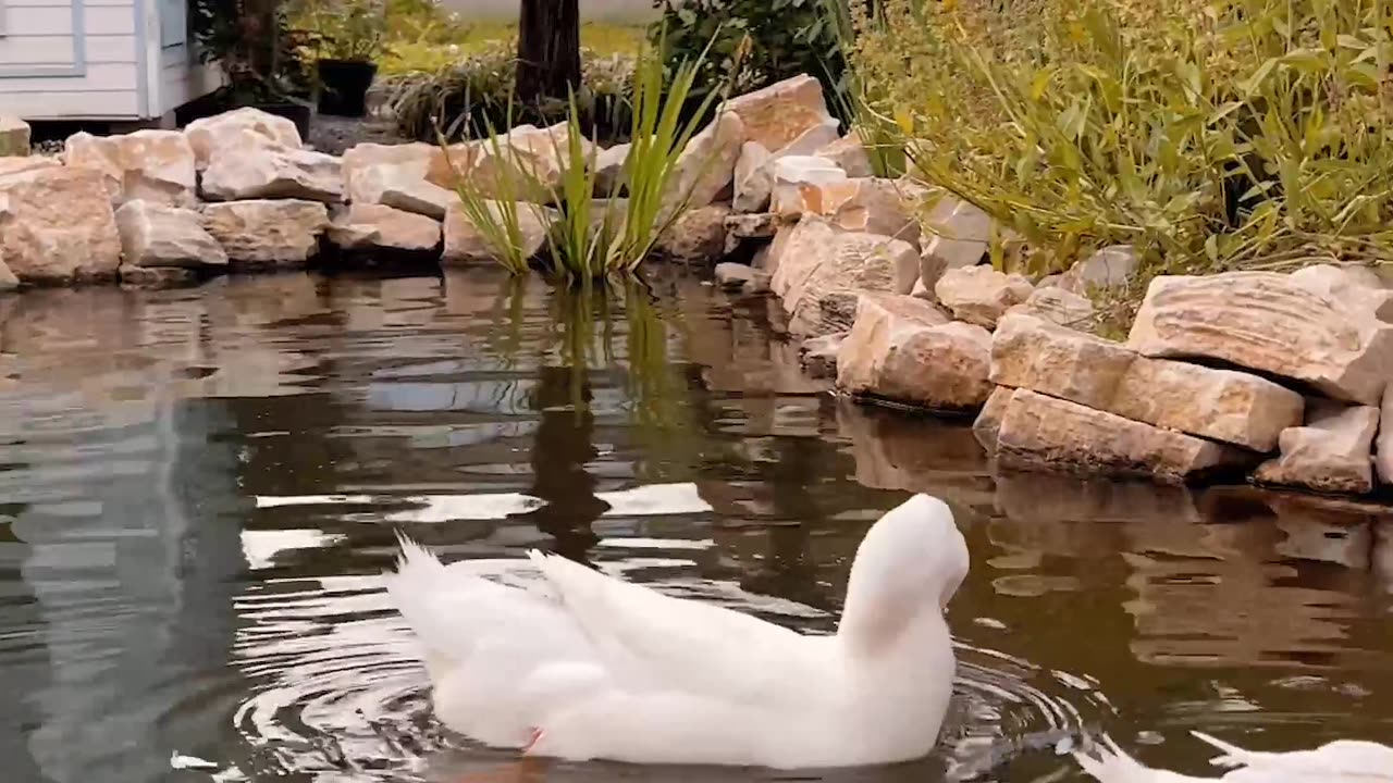 Mute Swan Incredible Facts