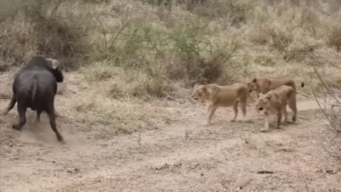 Lion vs Buffalo fight to Death | Wild Animals