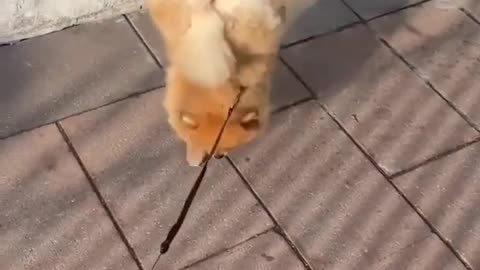 Wow So Cute 🥰 puppy -। Cute Pomeranian puppies video