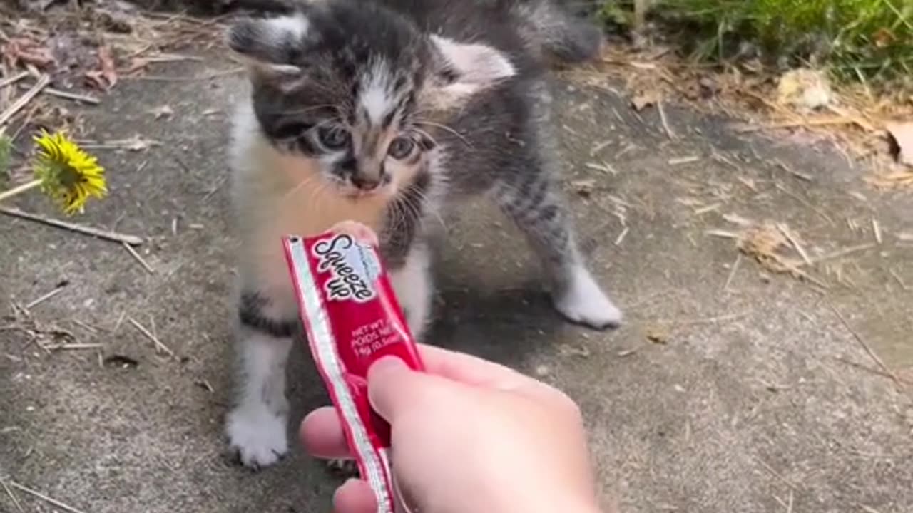 😿The lady👩🦰is feeding🍲a stray kitten😿