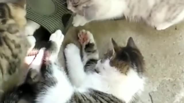 funny cats and dogs video