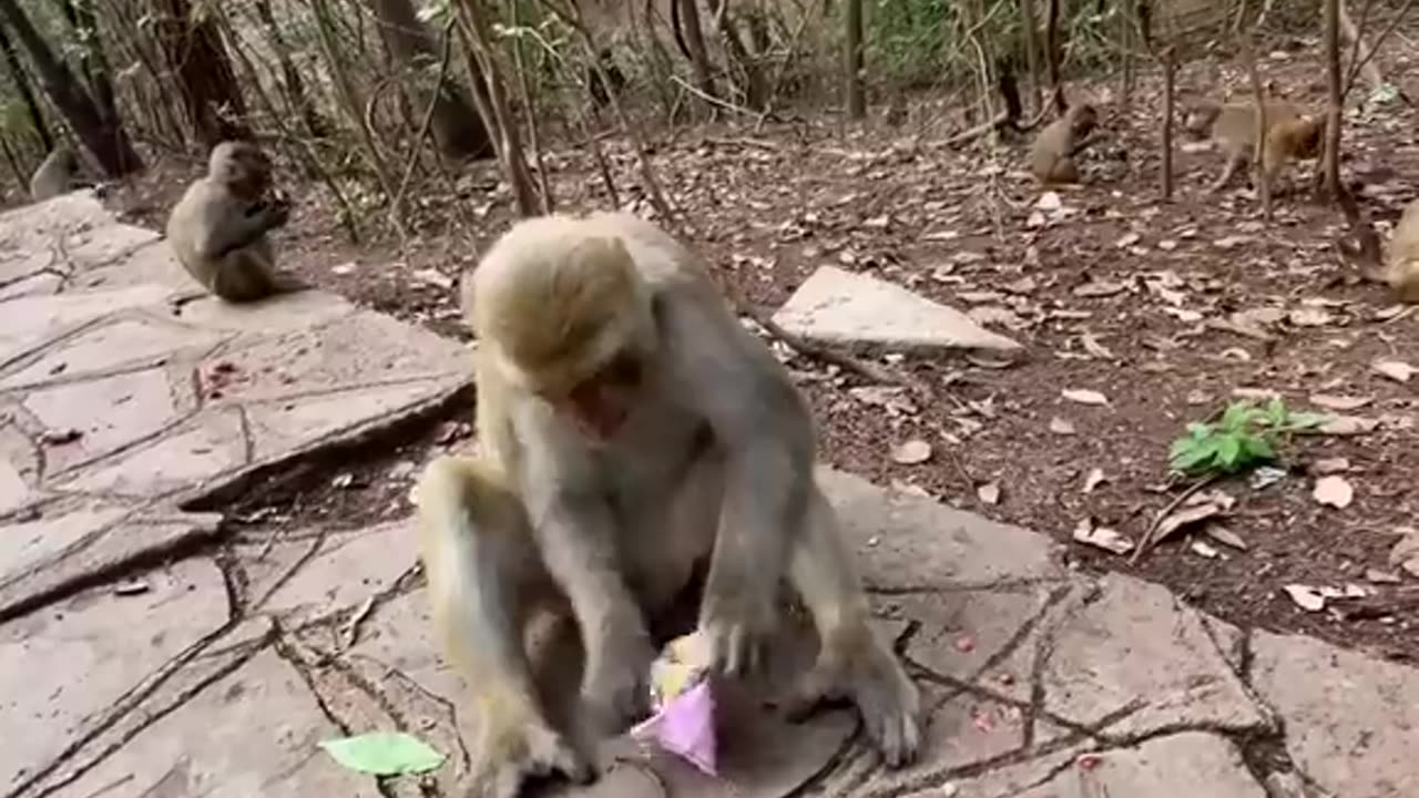 Fantastic animals on Douyin Everything has a spirit Animals' confusing behavior Wild animals are 😂😅