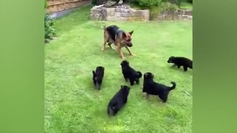 Funny Videos cats and dogs