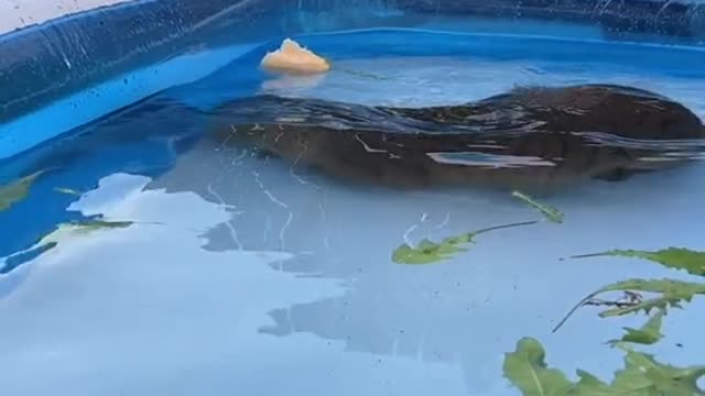 Happy cappy in the pool (you will see lots more of queen elizabeth in time when shes settled a bit