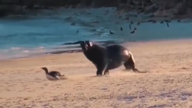 The seal is chasing a penguin. The penguin is finally caught