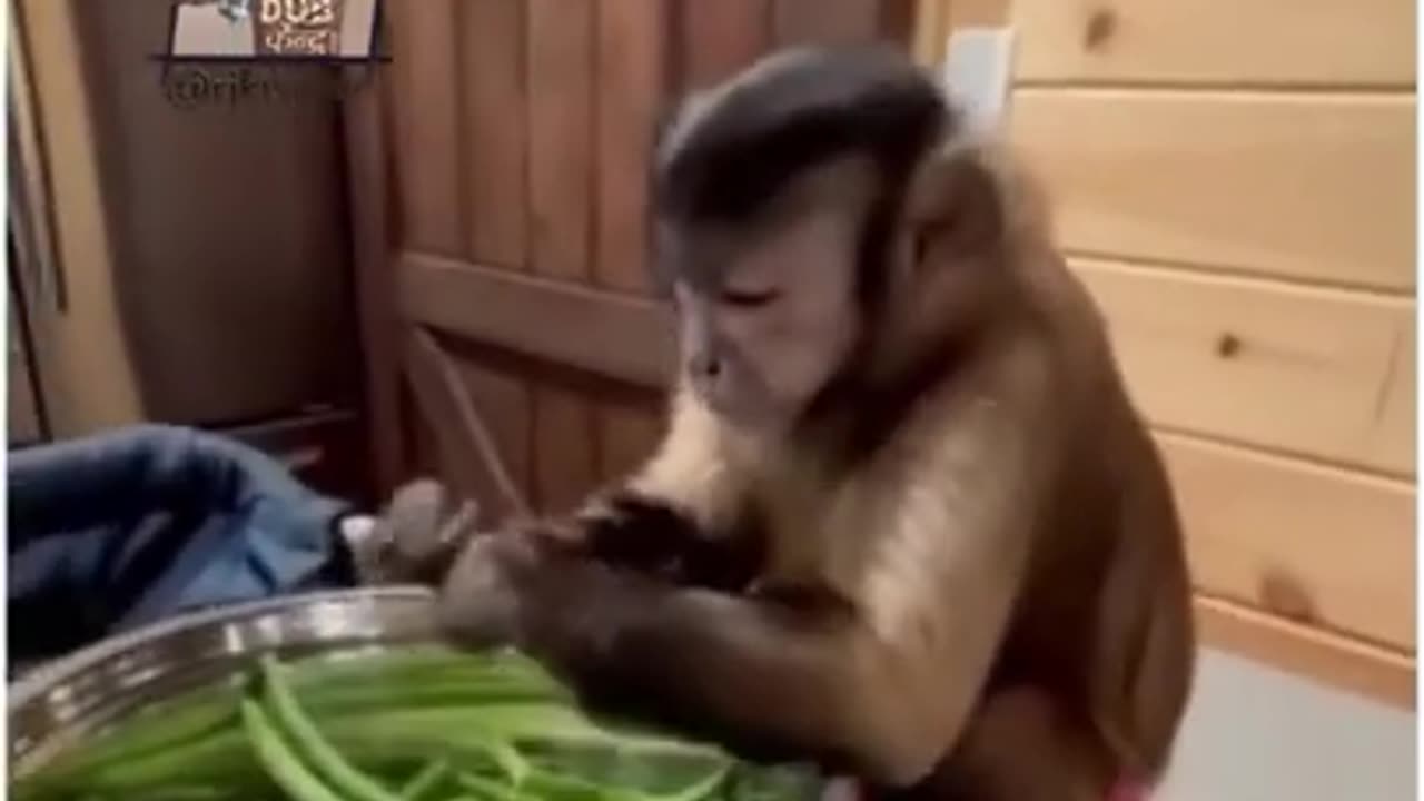 Monkey funny Video