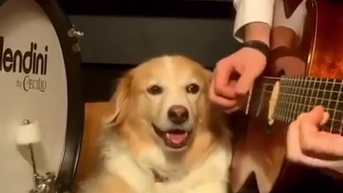 Funny Dogs