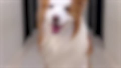 Funny animal videos