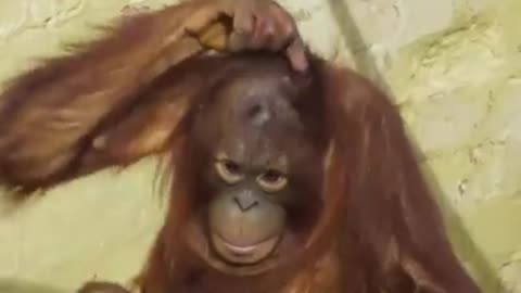 See how the chimpanzee imitating a woman || CHIMPANZEE acting like humans