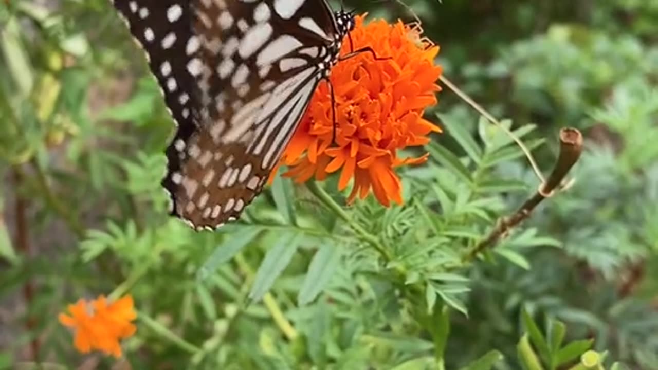 Nature videos