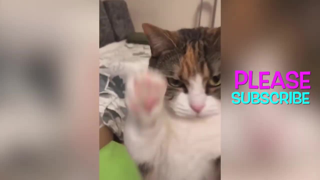 OMG! look at those funny cats!