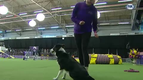 P!nk the border collie wins back-to-back titles at the 2023 WKC Masters Agility | FOX SPORTS