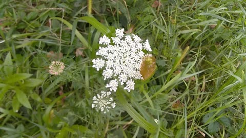 Wild Carrot