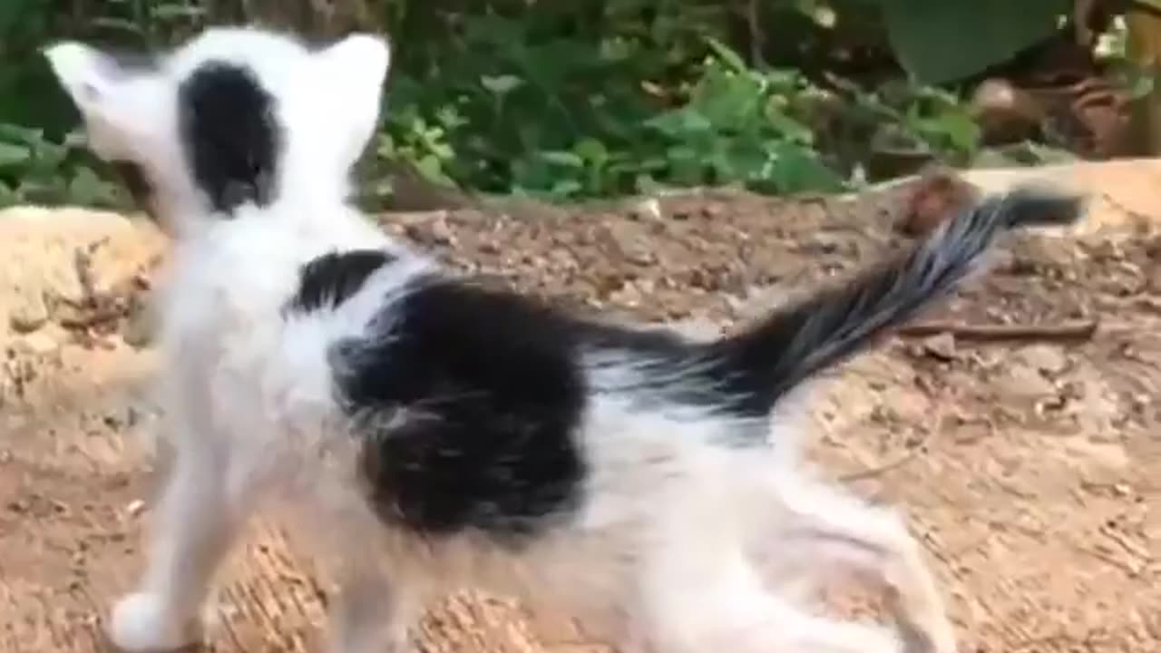 The Kitten Stood On The Side Of The Road With Bewildered Eyes Looking