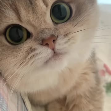 Little Cat Diary ✨