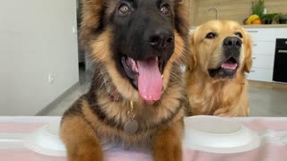 Dog Reviews Food with German Shepherd Brother - Part 2