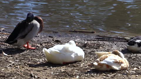 Cat TV: Ducks on Shore 4