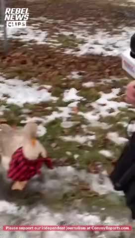 Racist Duck Joins The Windsor Convoy Protest