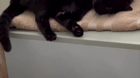 Adopting a Cat from a Shelter Vlog - Cute Precious Piper Can Get Comfortable Almost Anywhere #shorts