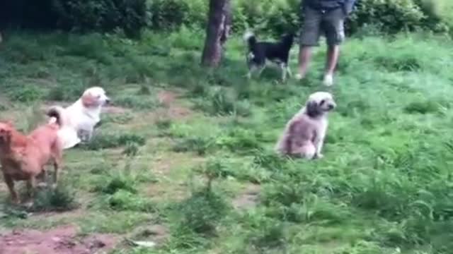 Social horror dog meeting scene