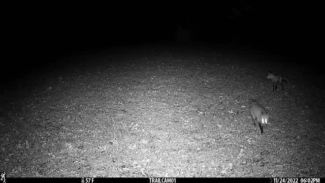 Red foxes playing in food plot