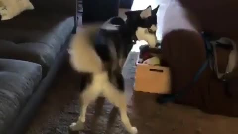 energetic dog