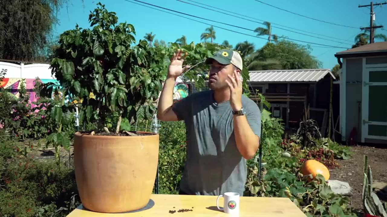 i_grew_a_cup_of_coffee