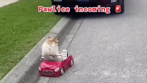 Pawlice incoming