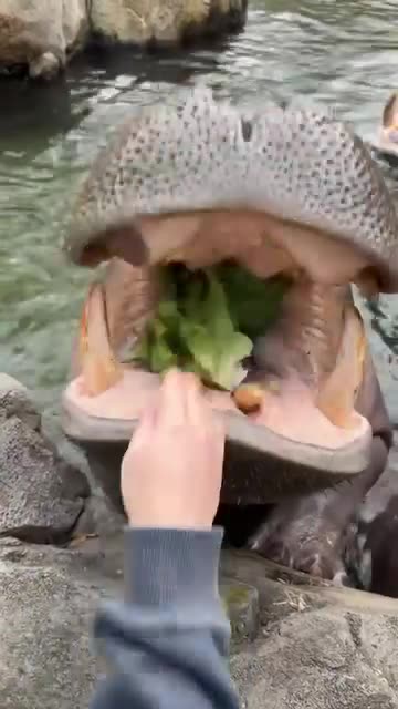 Feeding the hippos