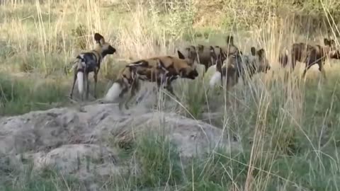 Wild Animal Surrounded it's prey