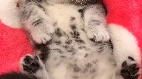 OMG So Cute Cats ♥ Best Funny Cat ❤️🐈Videos 2021 #shorts