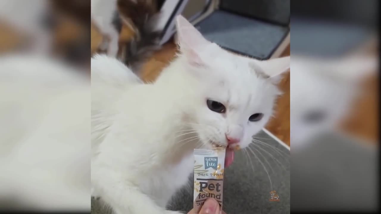 Cats funny videos 😂😂