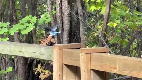 Fall season Blue Jay loves peanuts
