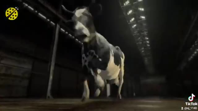 Cow dance video