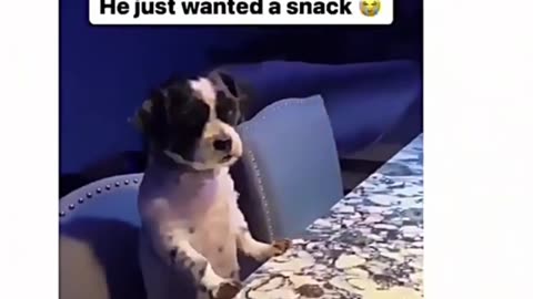 😂🐾 Funniest Animal Moments - You Won't Stop Laughing! Part-17 part-1