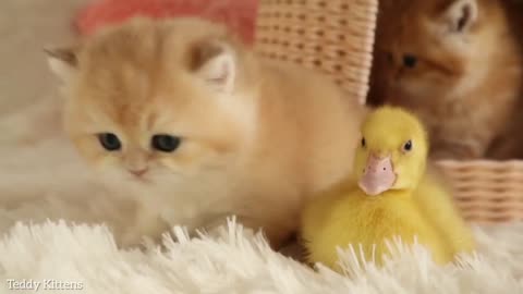 Cute kitten video 😍💕#cute #kittens #cat #cats